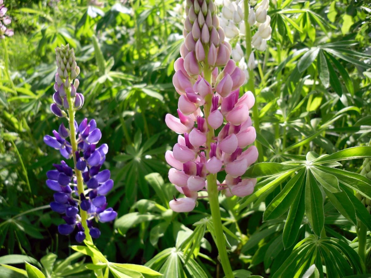 Lupine - Lush Garden Decoration