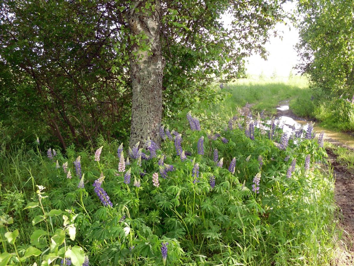 Lupine - Lush Garden Decoration