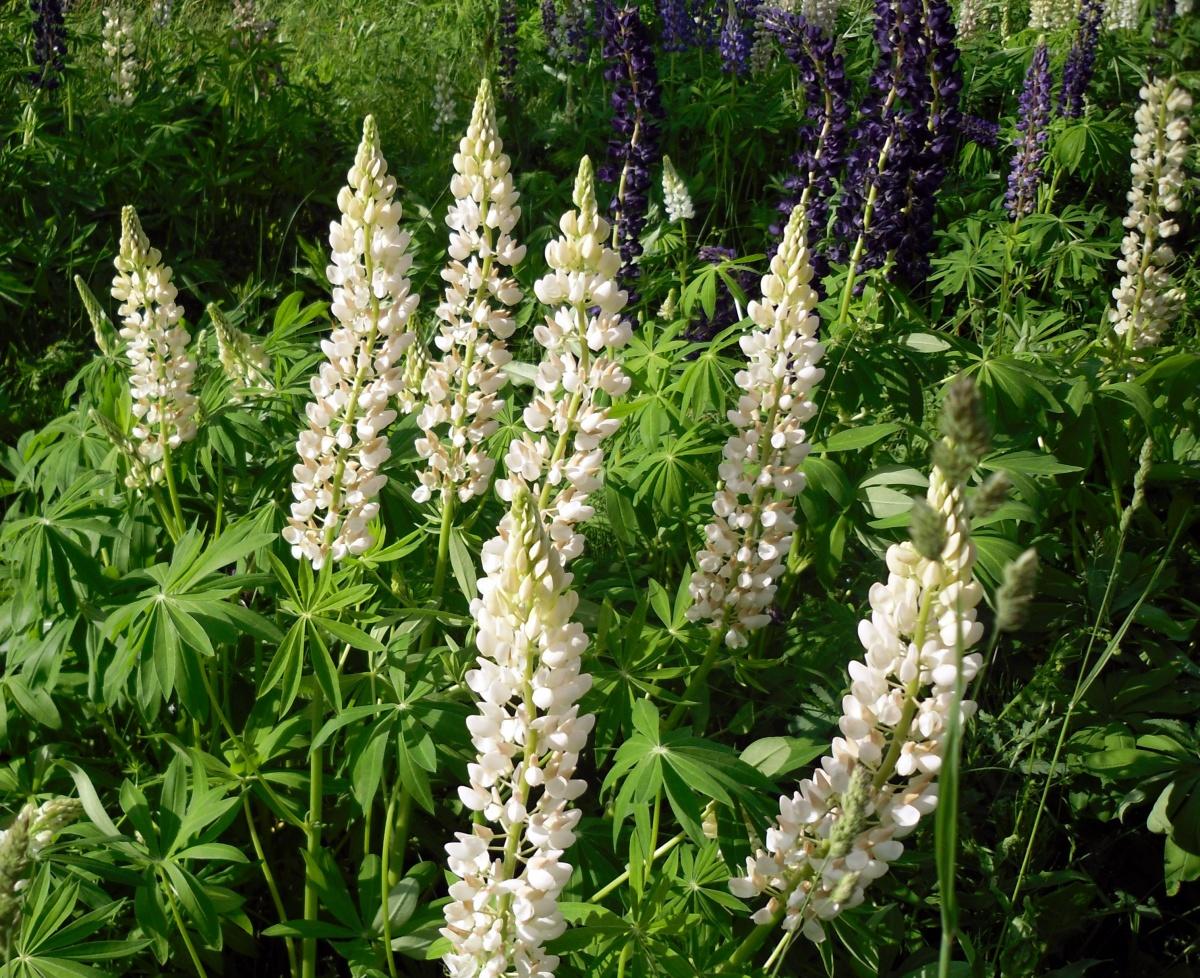 Lupine - Lush Garden Decoration