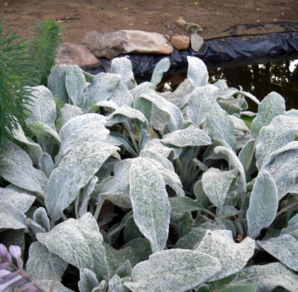 Amazing Plant – Stachys Byzantina