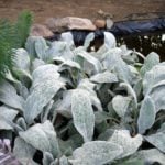 Amazing Plant – Stachys Byzantina
