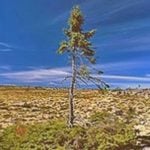The Oldest Tree on the Planet