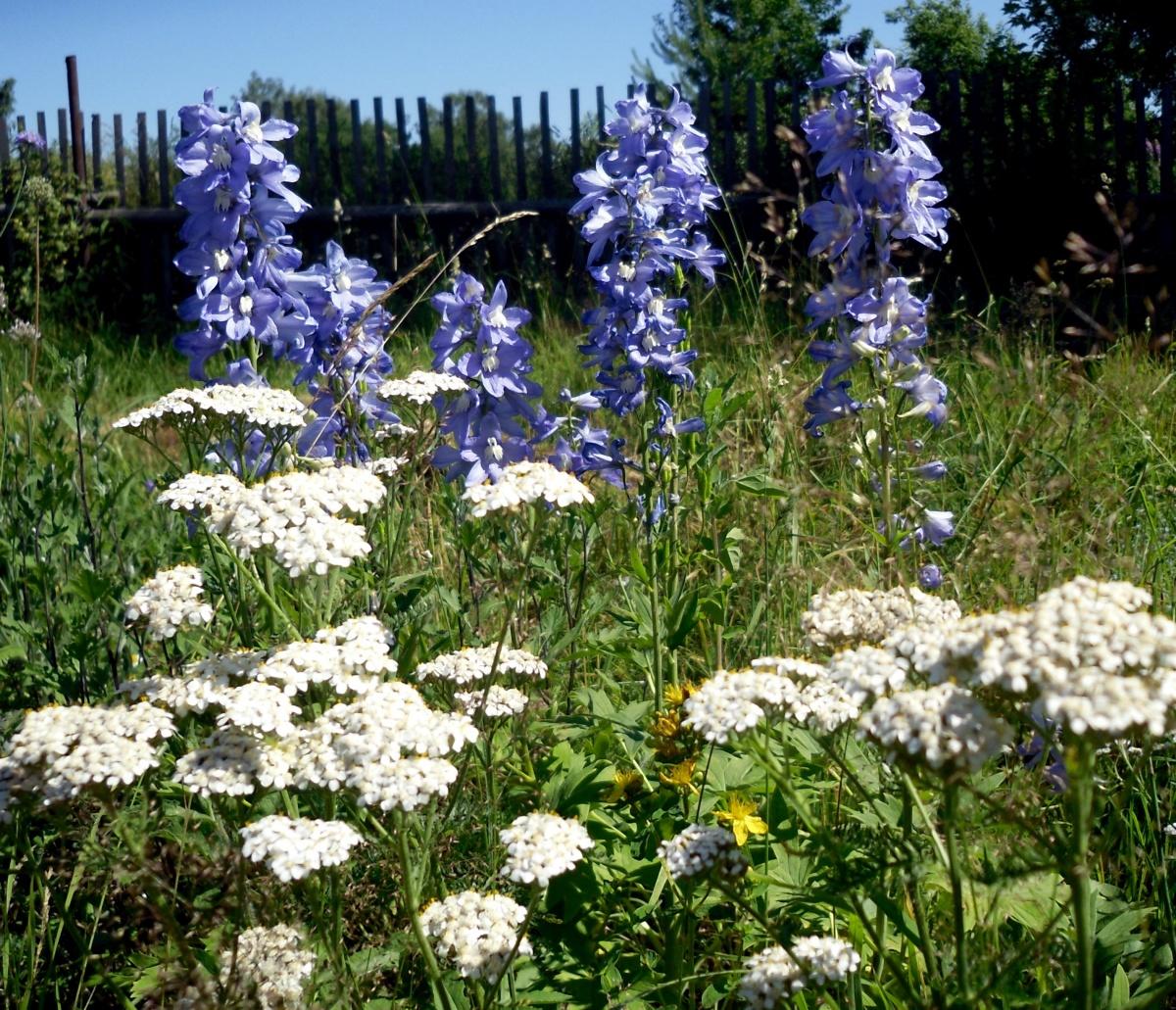 Forest and Field Plants in the Garden: Achillea