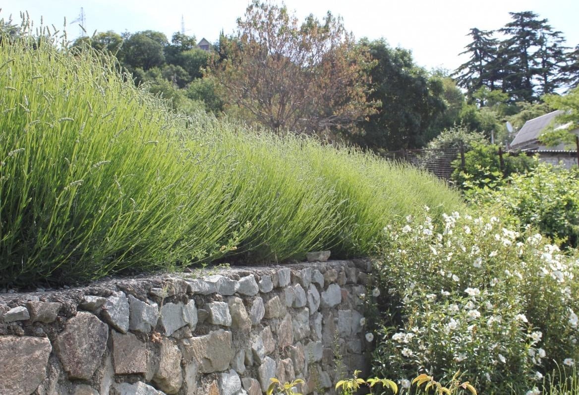 The Unique Charm of Lavender, Rosemary and Many Others