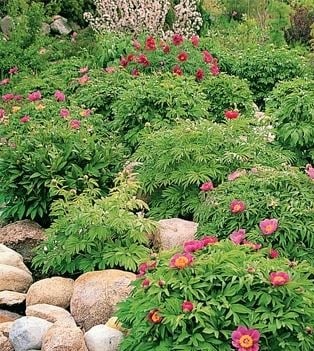 Peonies for Slides and Rock Gardens