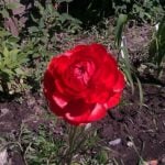 Mysterious Flower with the Name “Buttercup”