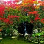 Japanese Garden