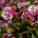10 of the Best Varieties of Polyanthus Roses