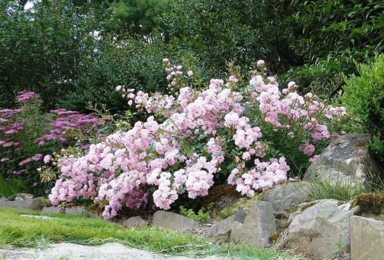 10 of the Best Varieties of Polyanthus Roses Best Landscape Ideas