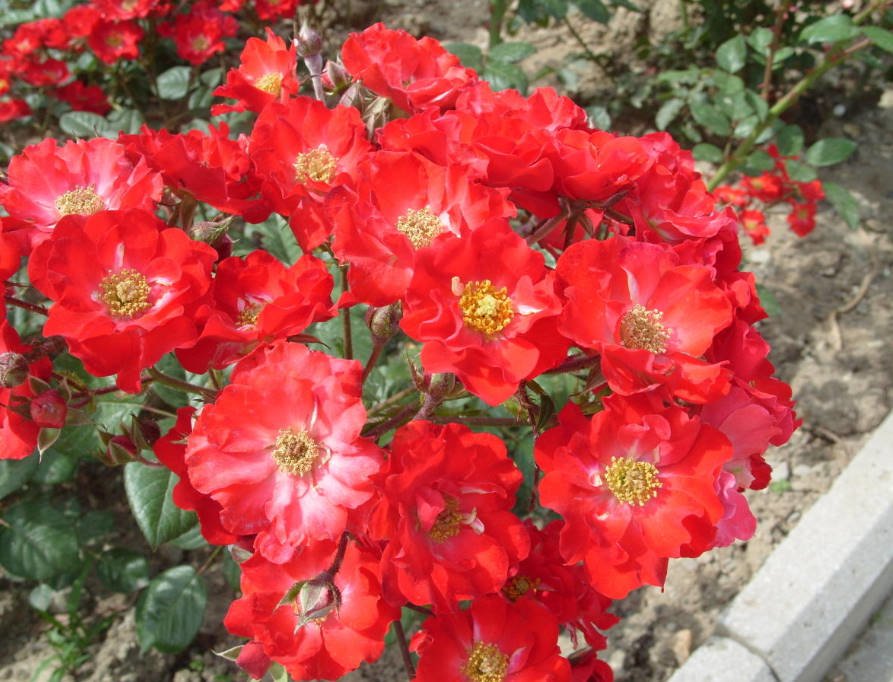 10 of the Best Varieties of Polyanthus Roses