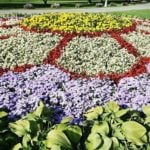 How to Plant and Place the Most Beautiful Flowers in the Garden
