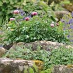 Peonies for Slides and Rock Gardens