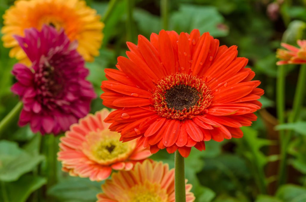 Gerbera in Your Garden