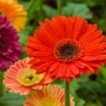 Gerbera in Your Garden