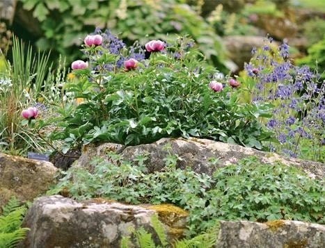 Peonies For Slides And Rock Gardens Best Landscaping Ideas