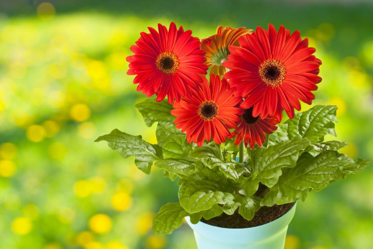 Gerbera in Your Garden