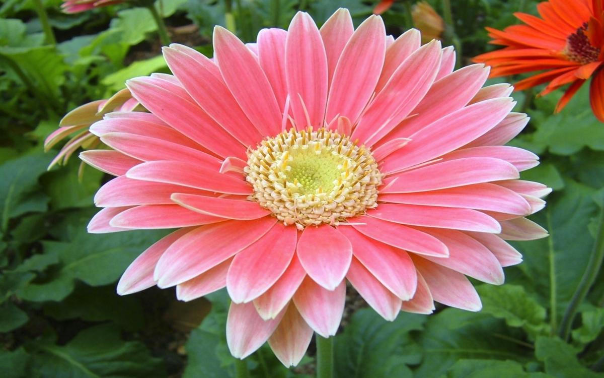 Gerbera in Your Garden