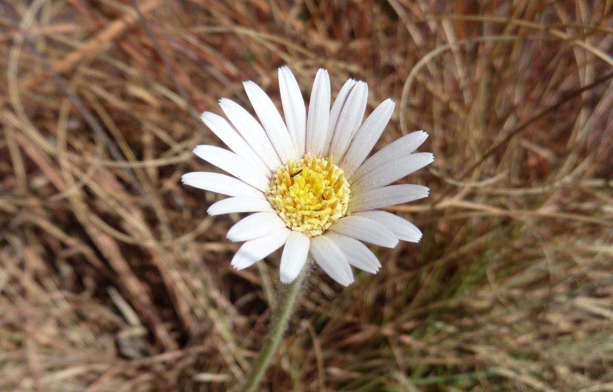 Gerbera in Your Garden