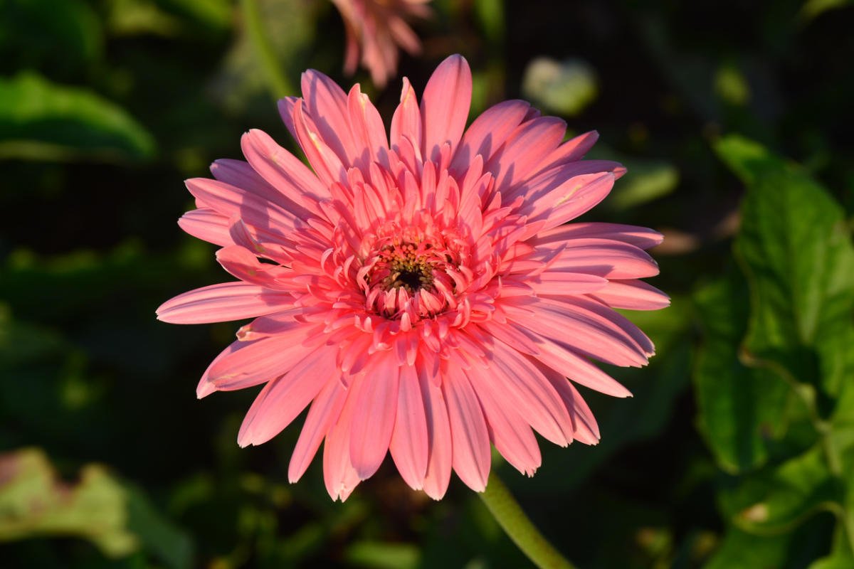 Gerbera in Your Garden