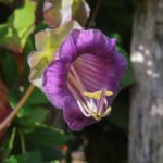 Cobaea is the Best Option to Decorate Your Garden
