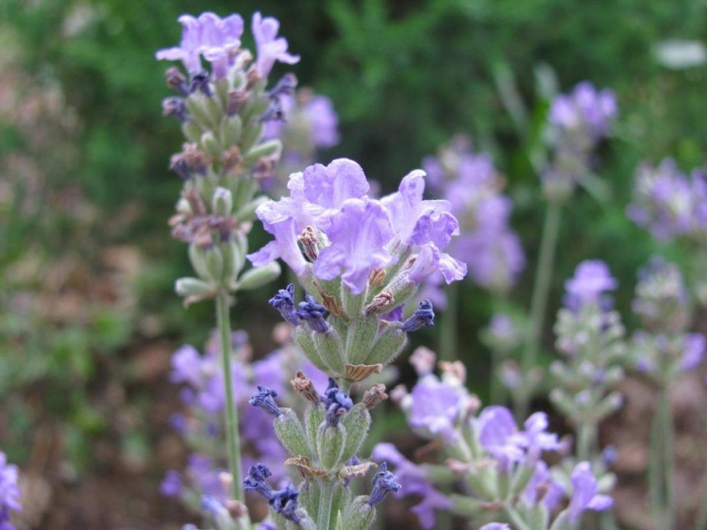 Lavender: the Beauty and Benefit