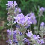 Lavender: the Beauty and Benefit