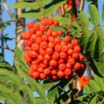 Sorbus Aucuparia: Cultivation and Care