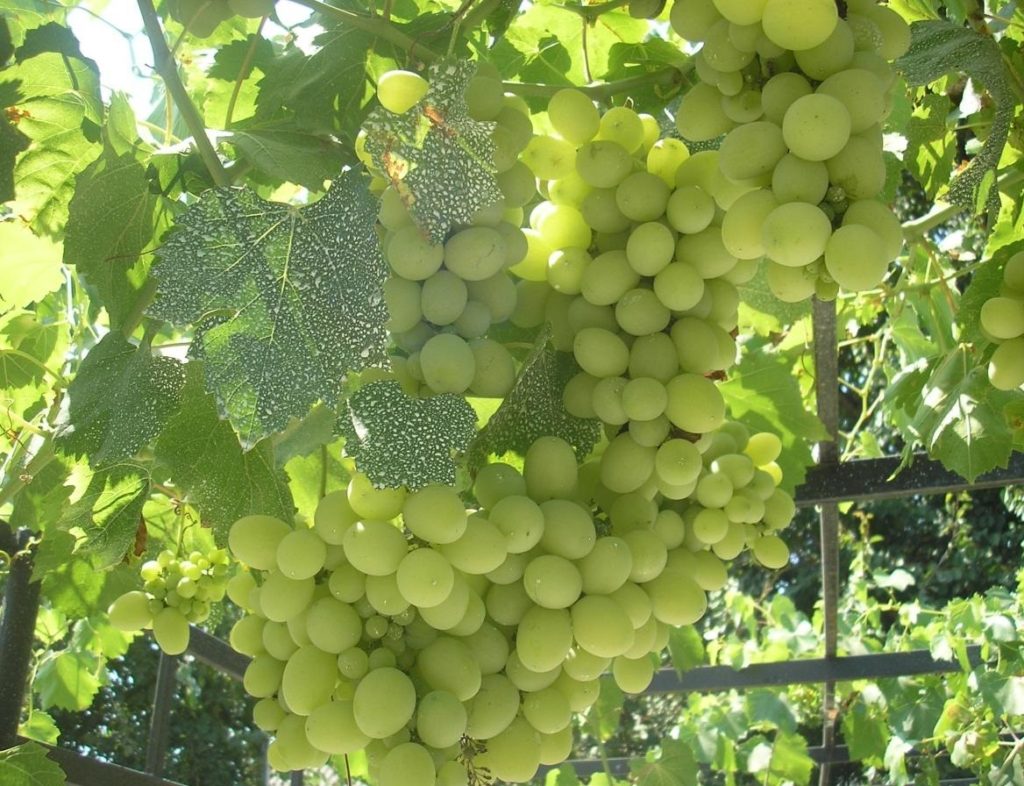The Secrets of the Grape Seed