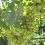 The Secrets of the Grape Seed