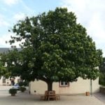 Sweet Chestnut: Growing, Planting, Care