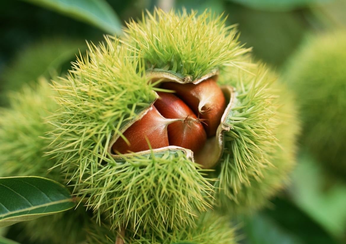 Sweet Chestnut: Growing, Planting, Care