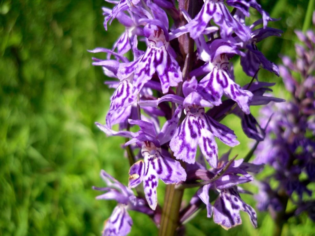 Orchis – Wild Orchid of Northern Latitudes