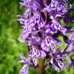 Orchis – Wild Orchid of Northern Latitudes