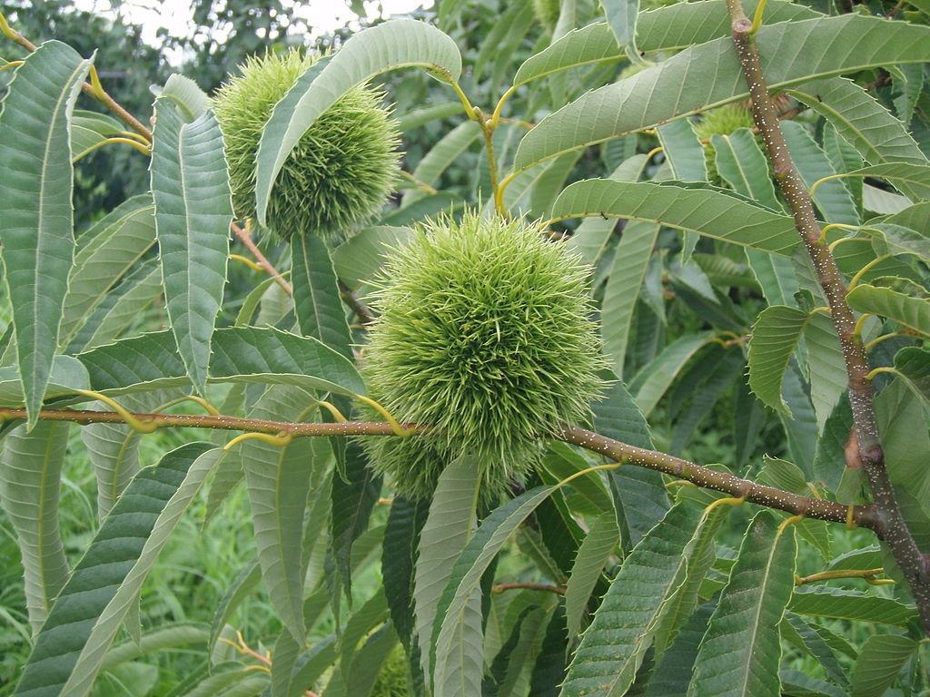 Sweet Chestnut: Growing, Planting, Care