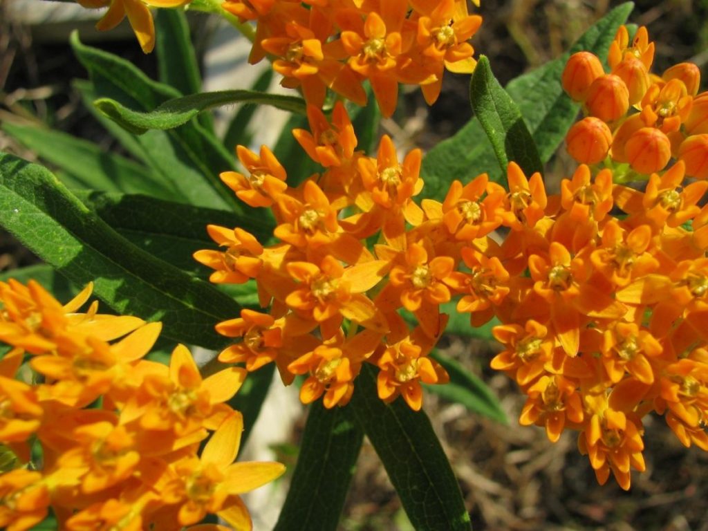 Another Handsome Plant from My Garden