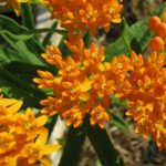 Another Handsome Plant from My Garden