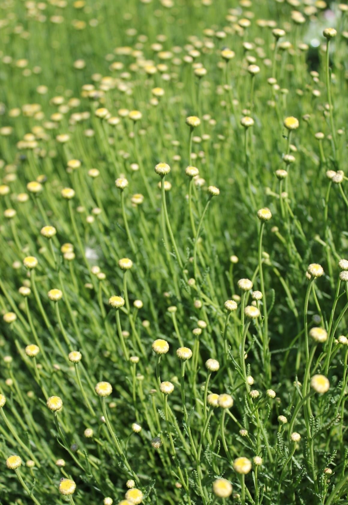 The Unique Charm of Lavender, Rosemary and Many Others