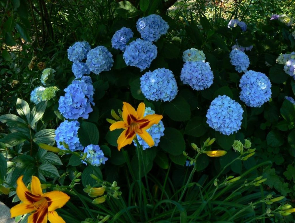 Flowers in June