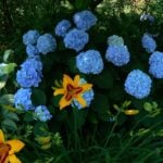 Flowers in June