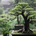 Bonsai – Dwarf Saplings