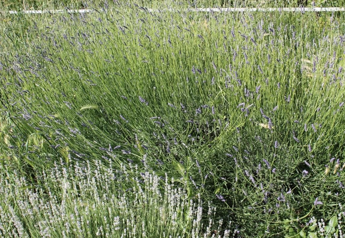 The Unique Charm of Lavender, Rosemary and Many Others