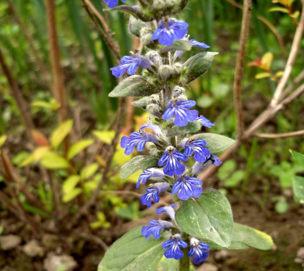 Forest and Field Plants in the Garden: Bugleherb