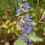 Forest and Field Plants in the Garden: Bugleherb