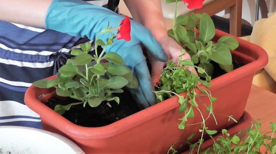 Baskets and Pots With Petunias: Plant Correctly