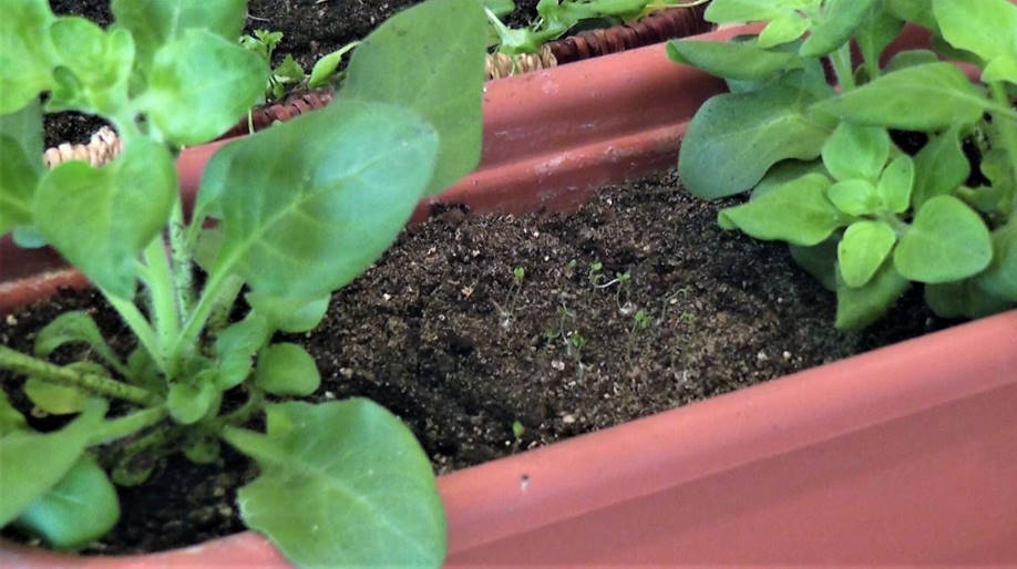 Baskets and Pots With Petunias: Plant Correctly