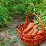 Choose Carrot Varieties by Yield