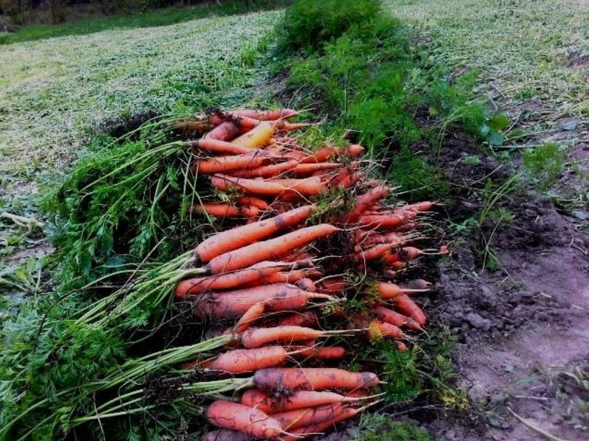 Choose Carrot Varieties by Yield