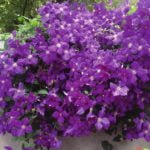 Clematis: Varieties and Pruning in Groups