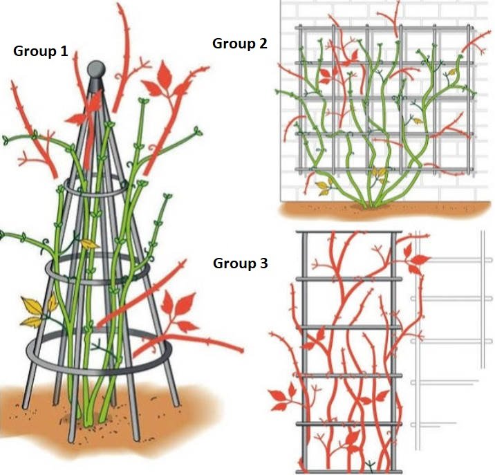 Clematis: Varieties and Pruning in Groups