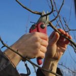 Common Mistakes of Gardeners when Pruning Trees and Shrubs